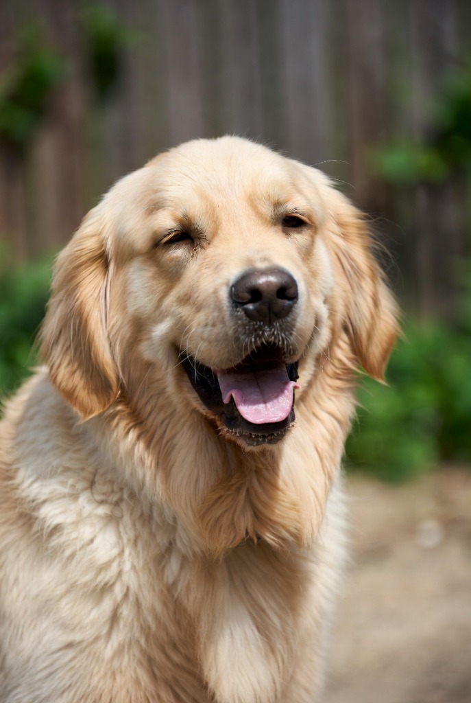 Max, a golden retriever, smiling happily after being rescued from neglect